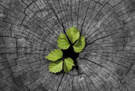 The Regenerative Revolution … Reinventing business for people, planet and profit … from Acciona and Arket, to Greiner and Interface, Veja and Vestre … going beyond sustainability to create net positive futures