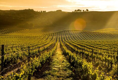 Alma Carraovejas … inspired by great Spanish wines, and reflecting on the power of a family business … rediscover time, build with purpose, innovate from within, invest in people, make a difference